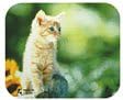 KOKUYO EAM-PD42-4 Mouse Pad, Recycled Paper Type